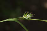 Northern long sedge